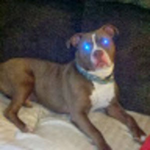 Meet your Posher, Lacy